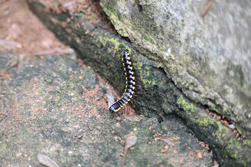 Harpaphe haydeniana millipede. Its common names  yellow spotted millipede, almond scented millipede and  cyanide millipede. This is a species of polydesmidan or flat-backed millipede.