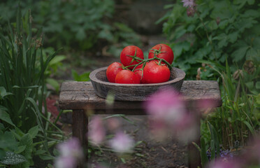 Tomatoes in a wooden bowl on wooden background.
Tomatoes on a wooden surface. Cottage core style...