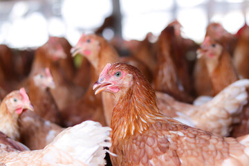 Close up of brown chicken in chicken farm © maybeiii