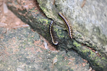 Harpaphe haydeniana millipede. Its common names  yellow spotted millipede, almond scented millipede and  cyanide millipede. This is a species of polydesmidan or flat-backed millipede.