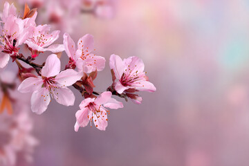 Obraz premium Delicate pink blossoms on a branch soft pastel background springtime nature beauty