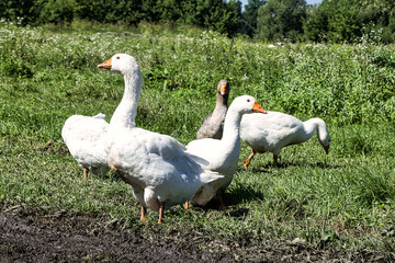 White goose close-up on a green meadow. Sunny summer day.