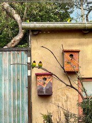 Colorful birds sitting on bird house