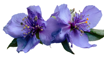 Close-up of two vibrant purple flowers