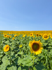 Obraz premium Sunflower Field Blue Sky