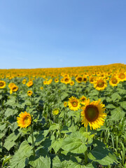 Fototapeta premium Sunflower Field Blue Sky