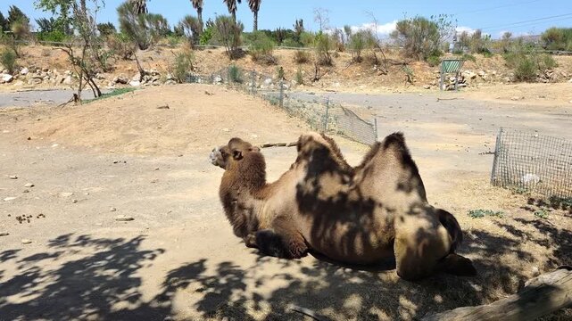View of a bactrian camel resting peacefully in the shade on a dry, sandy terrain with scattered trees and shrubs in the backdrop, showcasing its two distinctive humps and calm demeanor under the sun.