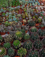 Obraz premium Cactus