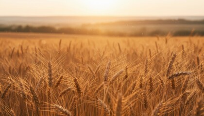 Obraz premium Close-up of wheat field under golden sunlight, blurred horizon in background, warm rustic atmosphere