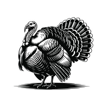 Detailed Turkey Silhouette Illustration in Black and White Vector Graphic Art