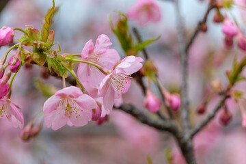 Closeup of pink cherry blossoms in full bloom during spring
