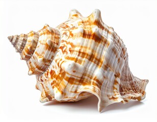 Obraz premium Detailed close-up of a beautiful spiral seashell with intricate patterns and textures, isolated on a white background