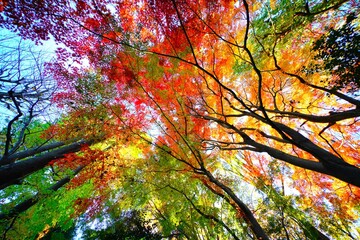 燃える木々