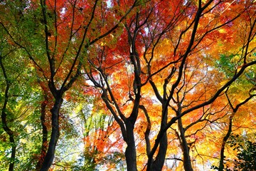 燃える木々