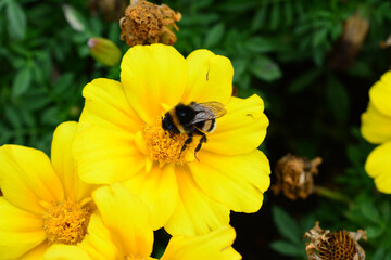 Bumblebee on a yellow flower, close-up shot nature background