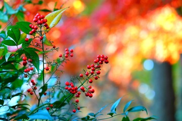 ナンテンの実と紅葉
