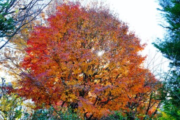 ヤマモミジの紅葉