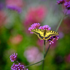 Schmetterling Schwalbenschwanz