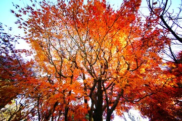 ヤマモミジの紅葉