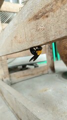 Eastern Carpenter Bee and Wood