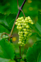 weisse Trauben an der Rebe