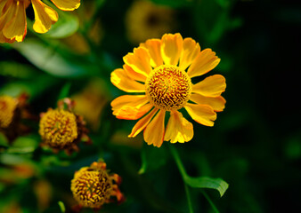 Sonnenbraut orange