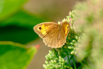 Ochsenauge Schmetterling