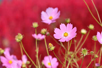 Fototapeta premium 赤い背景にコスモスの花 