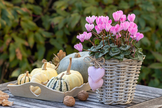  Garten-Arrangement mit pink Alpenveilchen (Cyclamen) im Korb und K&uuml;rbissen	