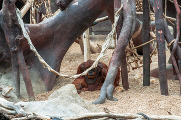 An orangutan lounges amongst faux trees and sawdust, looking directly forward in its enclosure, ropes and white fabric hang in the foreground.