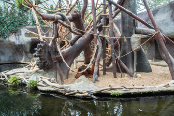 A relaxed orangutan lounges in its habitat with wooden structures, rock features, and reflective water, mimicking a natural environment. © MAKSYM