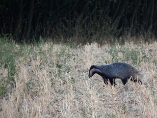 european badger