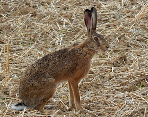 rabbit in the grass
