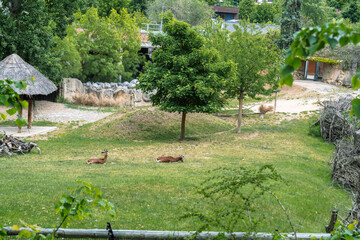 Obraz premium Two gazelles resting peacefully on a grassy plain, surrounded by lush greenery and trees on a sunny day in an enclosure.