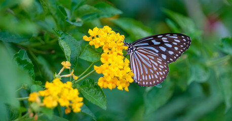 Parantica sita butterfly on yellow lantana flowers
