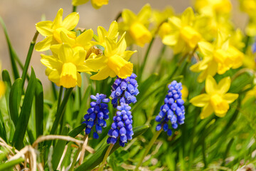 Yellow daffodils and purple grape hyacinths in spring field