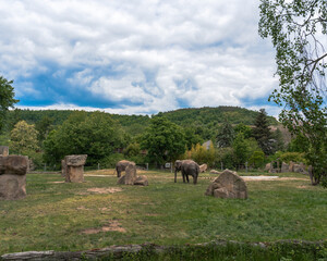 Obraz premium Elephants roam freely in a grassy enclosure with trees and large rocks, beneath a partly cloudy sky, showcasing their size.