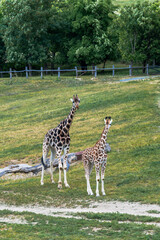Giraffe and its Calf. This captivating image showcases a giraffe duo in their natural outdoor habitat, emphasizing wildlife.