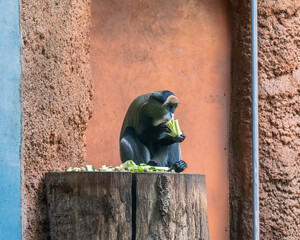 A monkey sitting on a tree stump enjoys a snack in its enclosure. The monkey is eating leafy greens...