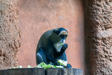 A crested Mona monkey enjoys a snack on top of a tree stump. Its unique coloration and playful expression make it a captivating subject.