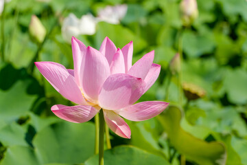 Pink lotus flower in summer sunlight