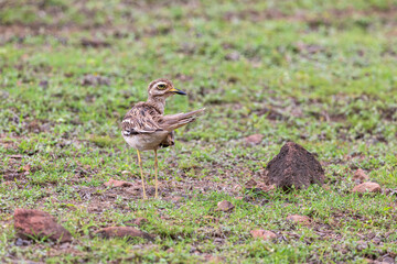 Indian stone-curlew or Indian thick-knee (Burhinus indicus) at Bhigwan, Maharashtra, India.