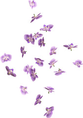 Falling Purple Orchid