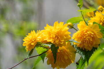 Yellow Kerria japonica flowers in spring sunlight