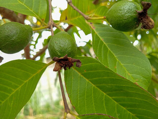 Guava or Psidium guajava. Close-up of green and small guavas. 