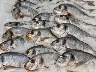 Raw chilled dorado fish lies on shallow ice in a fish shop. Healthy eating, omega. Close-up