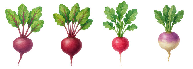 Beetroot and turnip vegetables with green leaves represent vegan world day celebration with fresh natural roots and healthy garden watercolor