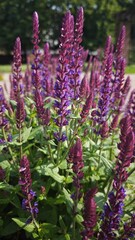Close-up of blooming purple salvia flowers in a summer garden with soft natural light