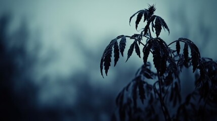 Silhouette cannabis plant against a blurred background creates moody artistic impression