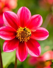 Obraz premium Vibrant pink dahlia with bee